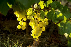 viticultors_catalans viticultors_catalans